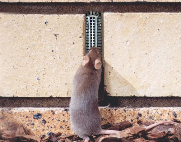 Three Ways To Keep Your Home Rodent Free